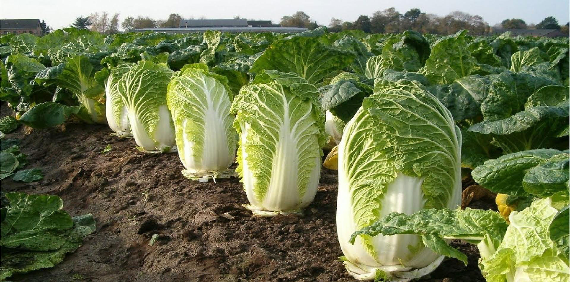 Chinese cabbage for kimchi