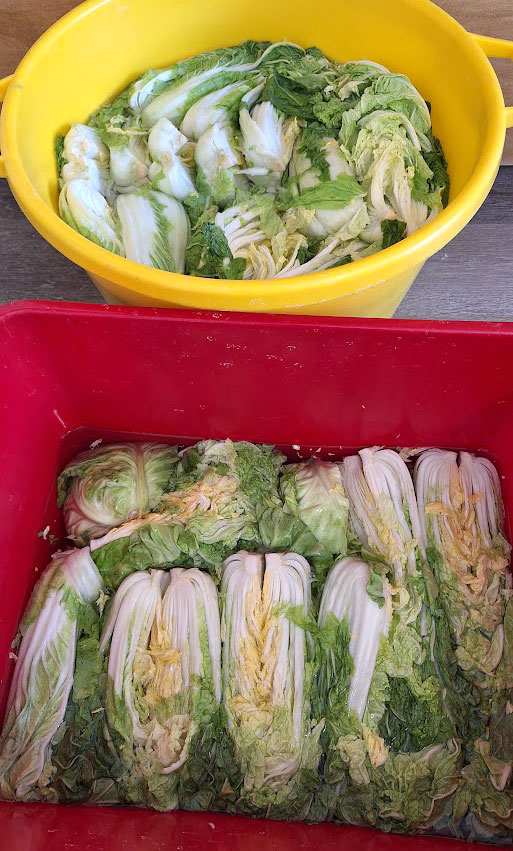 Fermentiran korejski kimči KJ market soljenje